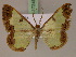 (Zamarada crystallophana - BC ZSM Lep 17249)  @15 [ ] CreativeCommons - Attribution Non-Commercial Share-Alike (2010) Unspecified SNSB, Zoologische Staatssammlung Muenchen