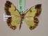  (Zamarada limaMS02Tz - BC ZSM Lep 17250)  @11 [ ] CreativeCommons - Attribution Non-Commercial Share-Alike (2010) Unspecified SNSB, Zoologische Staatssammlung Muenchen