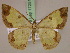  (Zamarada collarti - BC ZSM Lep 17251)  @14 [ ] CreativeCommons - Attribution Non-Commercial Share-Alike (2010) Unspecified SNSB, Zoologische Staatssammlung Muenchen