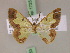  ( - BC ZSM Lep 17252)  @11 [ ] CreativeCommons - Attribution Non-Commercial Share-Alike (2010) Unspecified SNSB, Zoologische Staatssammlung Muenchen
