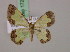  (Zamarada varii - BC ZSM Lep 17254)  @13 [ ] CreativeCommons - Attribution Non-Commercial Share-Alike (2010) Unspecified SNSB, Zoologische Staatssammlung Muenchen