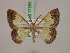  ( - BC ZSM Lep 17255)  @14 [ ] CreativeCommons - Attribution Non-Commercial Share-Alike (2010) Unspecified SNSB, Zoologische Staatssammlung Muenchen