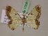  ( - BC ZSM Lep 17256)  @14 [ ] CreativeCommons - Attribution Non-Commercial Share-Alike (2010) Unspecified SNSB, Zoologische Staatssammlung Muenchen