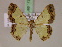 (Zamarada limaMS06Tz - BC ZSM Lep 17257)  @11 [ ] CreativeCommons - Attribution Non-Commercial Share-Alike (2010) Unspecified SNSB, Zoologische Staatssammlung Muenchen