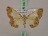  ( - BC ZSM Lep 17258)  @11 [ ] CreativeCommons - Attribution Non-Commercial Share-Alike (2010) Unspecified SNSB, Zoologische Staatssammlung Muenchen