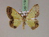  ( - BC ZSM Lep 17259)  @13 [ ] CreativeCommons - Attribution Non-Commercial Share-Alike (2010) Unspecified SNSB, Zoologische Staatssammlung Muenchen