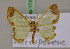  (Zamarada aequilumata - BC ZSM Lep 17261)  @14 [ ] CreativeCommons - Attribution Non-Commercial Share-Alike (2010) Unspecified SNSB, Zoologische Staatssammlung Muenchen