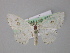 ( - BC ZSM Lep 18362)  @13 [ ] CreativeCommons - Attribution Non-Commercial Share-Alike (2010) Unspecified SNSB, Zoologische Staatssammlung Muenchen