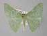  ( - BC ZSM Lep 18366)  @14 [ ] CreativeCommons - Attribution Non-Commercial Share-Alike (2010) Unspecified SNSB, Zoologische Staatssammlung Muenchen