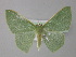  ( - BC ZSM Lep 18367)  @14 [ ] CreativeCommons - Attribution Non-Commercial Share-Alike (2010) Unspecified SNSB, Zoologische Staatssammlung Muenchen