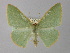  (Chlorocoma AH22Au - BC ZSM Lep 18379)  @11 [ ] CreativeCommons - Attribution Non-Commercial Share-Alike (2010) Unspecified SNSB, Zoologische Staatssammlung Muenchen