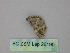  ( - BC ZSM Lep 26190)  @12 [ ] CreativeCommons - Attribution Non-Commercial Share-Alike (2010) Unspecified SNSB, Zoologische Staatssammlung Muenchen