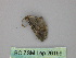  ( - BC ZSM Lep 26199)  @12 [ ] CreativeCommons - Attribution Non-Commercial Share-Alike (2010) Unspecified SNSB, Zoologische Staatssammlung Muenchen