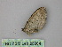  ( - BC ZSM Lep 26204)  @12 [ ] CreativeCommons - Attribution Non-Commercial Share-Alike (2010) Unspecified SNSB, Zoologische Staatssammlung Muenchen