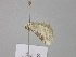  ( - BC ZSM Lep 26205)  @12 [ ] CreativeCommons - Attribution Non-Commercial Share-Alike (2010) Unspecified SNSB, Zoologische Staatssammlung Muenchen