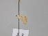  ( - BC ZSM Lep 26215)  @13 [ ] CreativeCommons - Attribution Non-Commercial Share-Alike (2010) Unspecified SNSB, Zoologische Staatssammlung Muenchen