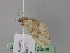  (Nebula longipennis - BC ZSM Lep 26226)  @11 [ ] CreativeCommons - Attribution Non-Commercial Share-Alike (2010) Unspecified SNSB, Zoologische Staatssammlung Muenchen