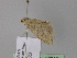  (Rhodostrophia baharaAH01Ir - BC ZSM Lep 26230)  @13 [ ] CreativeCommons - Attribution Non-Commercial Share-Alike (2010) Unspecified SNSB, Zoologische Staatssammlung Muenchen
