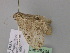  (Euphyia AH01Ir - BC ZSM Lep 26234)  @11 [ ] CreativeCommons - Attribution Non-Commercial Share-Alike (2010) Unspecified SNSB, Zoologische Staatssammlung Muenchen