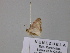  ( - BC ZSM Lep 26247)  @12 [ ] CreativeCommons - Attribution Non-Commercial Share-Alike (2010) Unspecified SNSB, Zoologische Staatssammlung Muenchen