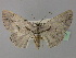  (Stenalcidia AH03Ar - BC ZSM Lep 26250)  @14 [ ] CreativeCommons - Attribution Non-Commercial Share-Alike (2010) Unspecified SNSB, Zoologische Staatssammlung Muenchen