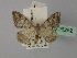  ( - BC ZSM Lep 26252)  @13 [ ] CreativeCommons - Attribution Non-Commercial Share-Alike (2010) Unspecified SNSB, Zoologische Staatssammlung Muenchen