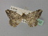  ( - BC ZSM Lep 26253)  @13 [ ] CreativeCommons - Attribution Non-Commercial Share-Alike (2010) Unspecified SNSB, Zoologische Staatssammlung Muenchen