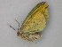  ( - BC ZSM Lep 26256)  @13 [ ] CreativeCommons - Attribution Non-Commercial Share-Alike (2010) Unspecified SNSB, Zoologische Staatssammlung Muenchen