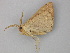  ( - BC ZSM Lep 26257)  @12 [ ] CreativeCommons - Attribution Non-Commercial Share-Alike (2010) Unspecified SNSB, Zoologische Staatssammlung Muenchen