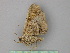  ( - BC ZSM Lep 26269)  @13 [ ] CreativeCommons - Attribution Non-Commercial Share-Alike (2010) Unspecified SNSB, Zoologische Staatssammlung Muenchen