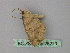  (Epigynopteryx HS05 - BC ZSM Lep 26270)  @12 [ ] CreativeCommons - Attribution Non-Commercial Share-Alike (2010) Unspecified SNSB, Zoologische Staatssammlung Muenchen