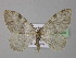  ( - BC ZSM Lep 26465)  @13 [ ] CreativeCommons - Attribution Non-Commercial Share-Alike (2010) Unspecified SNSB, Zoologische Staatssammlung Muenchen