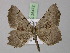  ( - BC ZSM Lep 26472)  @13 [ ] CreativeCommons - Attribution Non-Commercial Share-Alike (2010) Unspecified SNSB, Zoologische Staatssammlung Muenchen