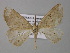  ( - BC ZSM Lep 26473)  @12 [ ] CreativeCommons - Attribution Non-Commercial Share-Alike (2010) Unspecified SNSB, Zoologische Staatssammlung Muenchen