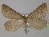  ( - BC ZSM Lep 26505)  @14 [ ] CreativeCommons - Attribution Non-Commercial Share-Alike (2010) Unspecified SNSB, Zoologische Staatssammlung Muenchen