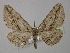  ( - BC ZSM Lep 26509)  @12 [ ] CreativeCommons - Attribution Non-Commercial Share-Alike (2010) Unspecified SNSB, Zoologische Staatssammlung Muenchen