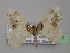  ( - BC ZSM Lep 26510)  @13 [ ] CreativeCommons - Attribution Non-Commercial Share-Alike (2010) Unspecified SNSB, Zoologische Staatssammlung Muenchen