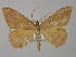  (Rhodostrophia calabra - BC ZSM Lep 26511)  @13 [ ] CreativeCommons - Attribution Non-Commercial Share-Alike (2010) Unspecified SNSB, Zoologische Staatssammlung Muenchen