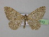  ( - BC ZSM Lep 26513)  @13 [ ] CreativeCommons - Attribution Non-Commercial Share-Alike (2010) Unspecified SNSB, Zoologische Staatssammlung Muenchen