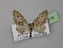  ( - BC ZSM Lep 26518)  @13 [ ] CreativeCommons - Attribution Non-Commercial Share-Alike (2010) Unspecified SNSB, Zoologische Staatssammlung Muenchen