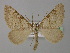  (Aplocera obsitaria - BC ZSM Lep 26525)  @15 [ ] CreativeCommons - Attribution Non-Commercial Share-Alike (2010) Unspecified SNSB, Zoologische Staatssammlung Muenchen