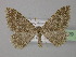  ( - BC ZSM Lep 26529)  @14 [ ] CreativeCommons - Attribution Non-Commercial Share-Alike (2010) Unspecified SNSB, Zoologische Staatssammlung Muenchen