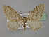  (Protorhoe - BC ZSM Lep 26533)  @15 [ ] CreativeCommons - Attribution Non-Commercial Share-Alike (2010) Unspecified SNSB, Zoologische Staatssammlung Muenchen