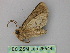  (Mamestra AH01Cl - BC ZSM Lep 26544)  @13 [ ] CreativeCommons - Attribution Non-Commercial Share-Alike (2010) Unspecified SNSB, Zoologische Staatssammlung Muenchen