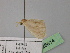  ( - BC ZSM Lep 26614)  @11 [ ] CreativeCommons - Attribution Non-Commercial Share-Alike (2010) Unspecified SNSB, Zoologische Staatssammlung Muenchen