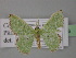  (Comibaena rufitornus - BC ZSM Lep 26626)  @14 [ ] CreativeCommons - Attribution Non-Commercial Share-Alike (2010) Unspecified SNSB, Zoologische Staatssammlung Muenchen