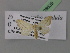  ( - BC ZSM Lep 26639)  @11 [ ] CreativeCommons - Attribution Non-Commercial Share-Alike (2010) Unspecified SNSB, Zoologische Staatssammlung Muenchen