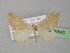  ( - BC ZSM Lep 26640)  @11 [ ] CreativeCommons - Attribution Non-Commercial Share-Alike (2010) Unspecified SNSB, Zoologische Staatssammlung Muenchen