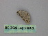  ( - BC ZSM Lep 26659)  @12 [ ] CreativeCommons - Attribution Non-Commercial Share-Alike (2010) Unspecified SNSB, Zoologische Staatssammlung Muenchen