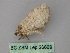 (Hasodima AH01Cl - BC ZSM Lep 26669)  @12 [ ] CreativeCommons - Attribution Non-Commercial Share-Alike (2010) Unspecified SNSB, Zoologische Staatssammlung Muenchen